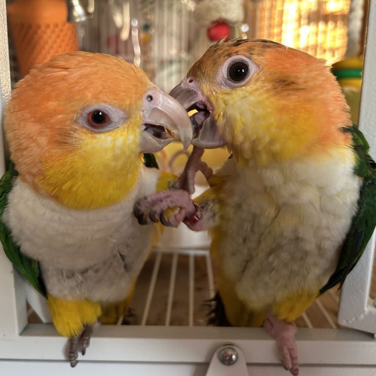 ペット保険の第一アイペット tweet media