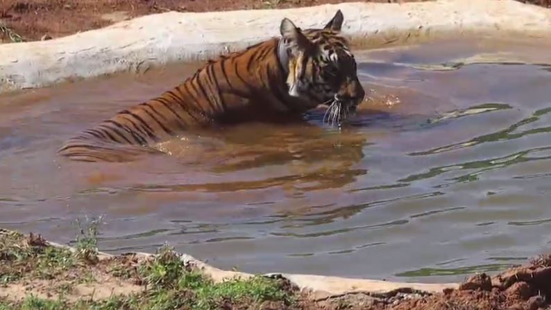 knews_odisha's tweet image. ଶିମିଳିପାଳରେ ବୁଲୁଛି ମହାରାଷ୍ଟ୍ରର ମହାବଳ । ୧୫୦୦ରୁ ଅଧିକ କିଲୋମିଟର ଜଙ୍ଗଲ ରାସ୍ତା ଅତିକ୍ରମ କରି ମହାରାଷ୍ଟ୍ରର ଏକ ମହାବଳ ବାଘ ଏବେ ଶିମିଳିପାଳରେ ବିଚରଣ କରୁଛି । ବାଘ ଗଣତି ପାଇଁ ଲାଗିଥିବା ସିସିଟିଭି ଫୁଟେଜ୍‌ରୁ ଏହି ଘଟଣା ୪ମାସ ତଳେ ଜଣାପଡ଼ିଥିଲା ହେଲେ ଆଜି ଲୋକଲୋଚନକୁ ଆସିଛି । 

#tiger
#similipal
#odisha
#knewsodisha