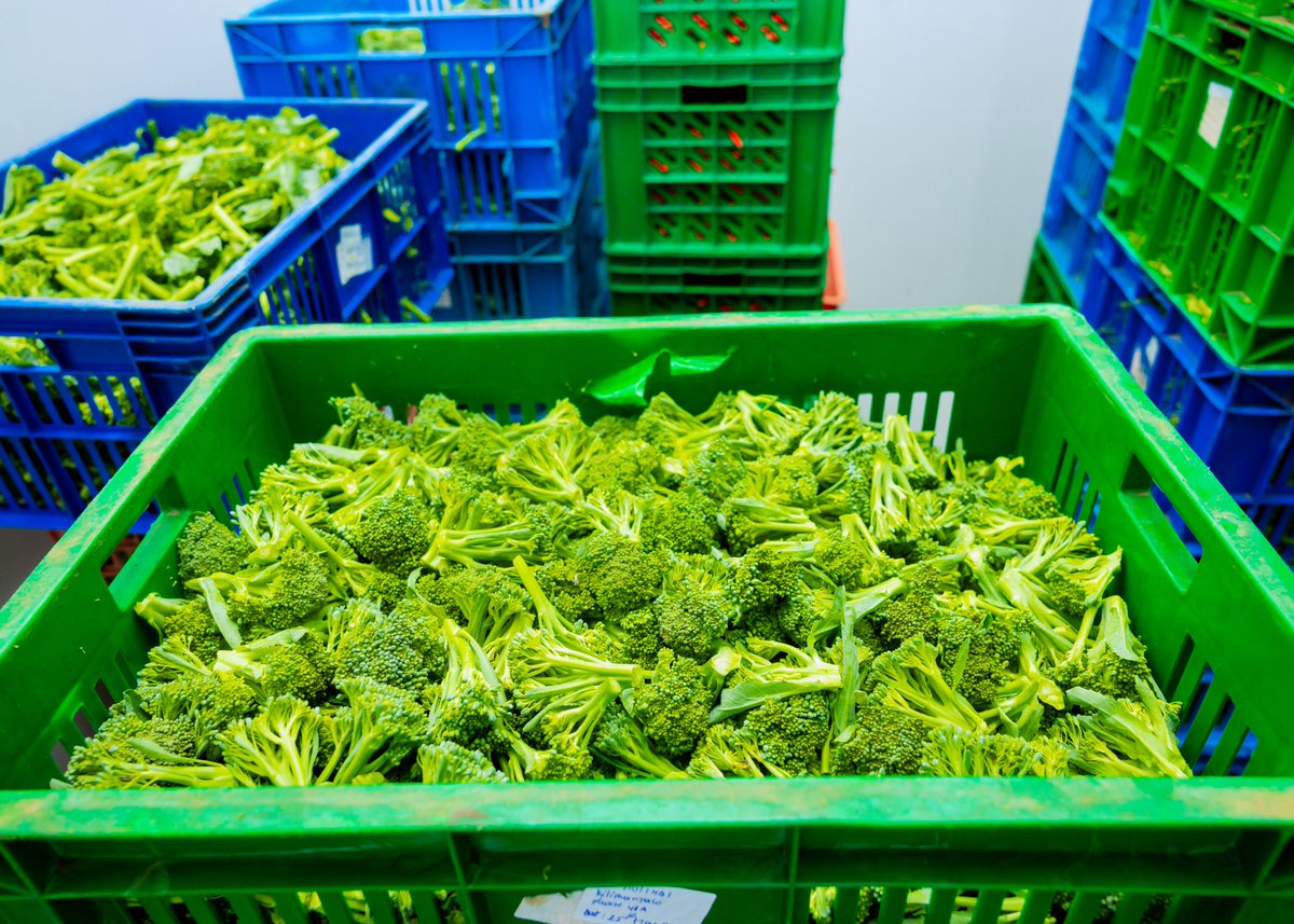 ColdsolutionsR's tweet photo. Did you know? Proper cold storage can extend shelf life by up to 3x.
Less waste. Better quality. More profits.
#ColdChain #FoodSafety #ColdSolutionsRwanda https://t.co/Hgu2q4hmHL
