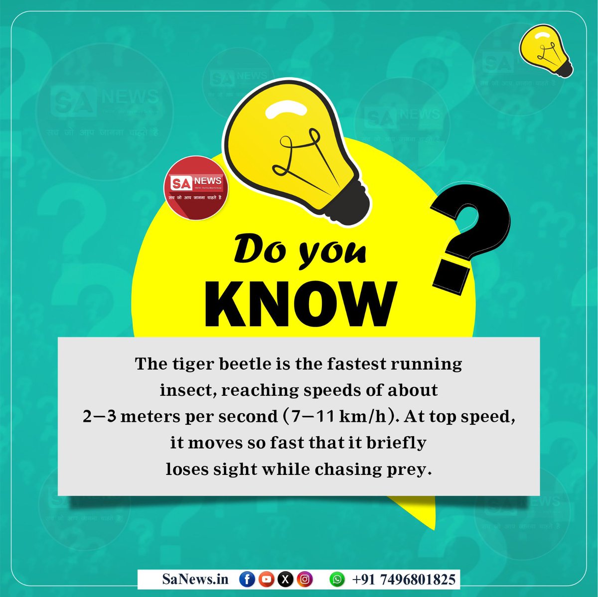 Do You know 

The tiger beetle is the fastest running insect, reaching speeds of about 2–3 meters per second (7–11 km/h). At top speed, it moves so fast that it briefly loses sight while chasing prey.