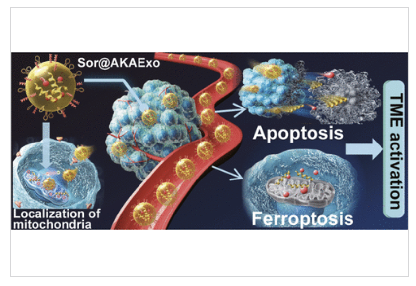 acsnano's tweet photo. This work presents smart medicinal plant exosome based nanoplatform that coordinates accurate delivery of sorafenib and miRNA that triggers mitochondrial stress induced ferroptosis, apoptosis, and activating immune response

Read it here 🔗 https://t.co/IuV6jyV3zF https://t.co/D2i4yJSbvW