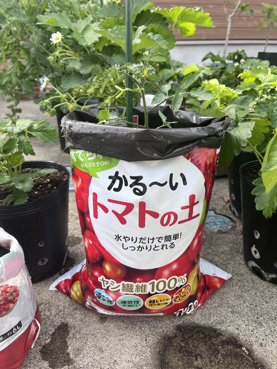 宮崎大輔🍓イチゴテック tweet media
