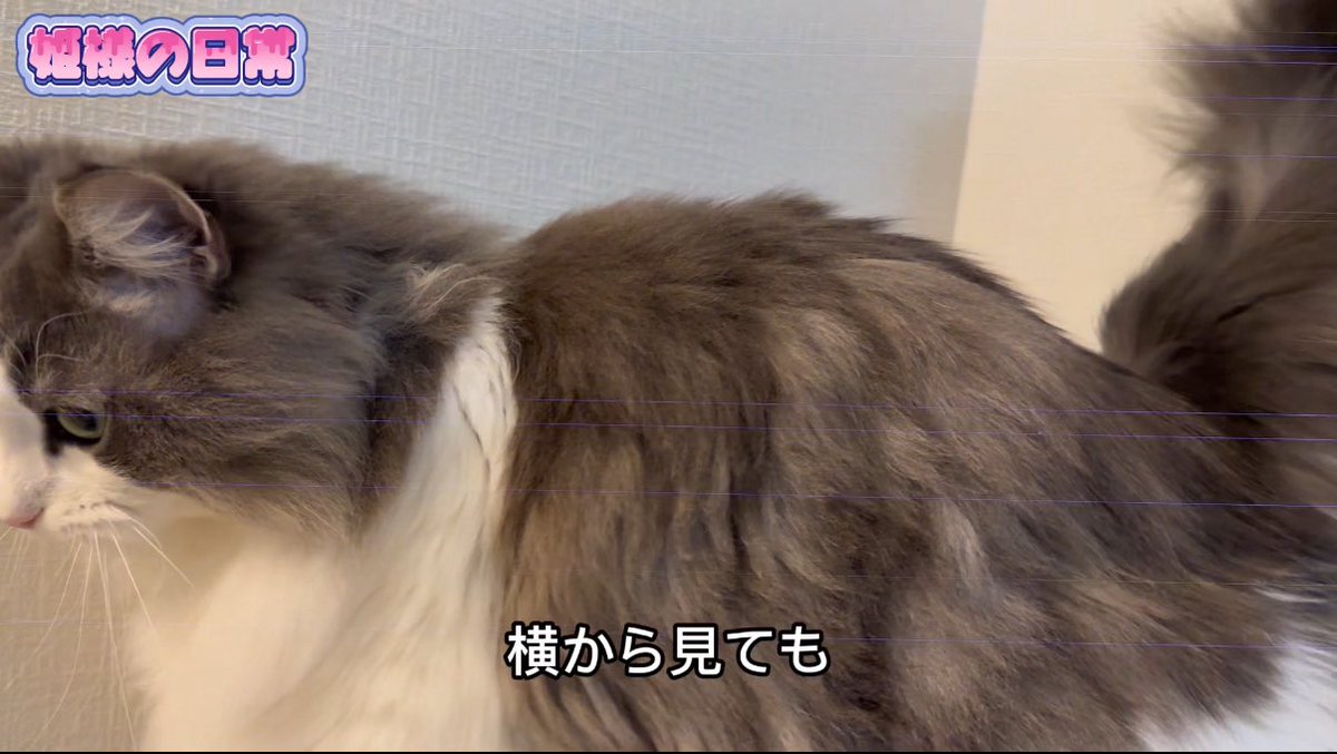 COA / こあポケ🐺💜 tweet media