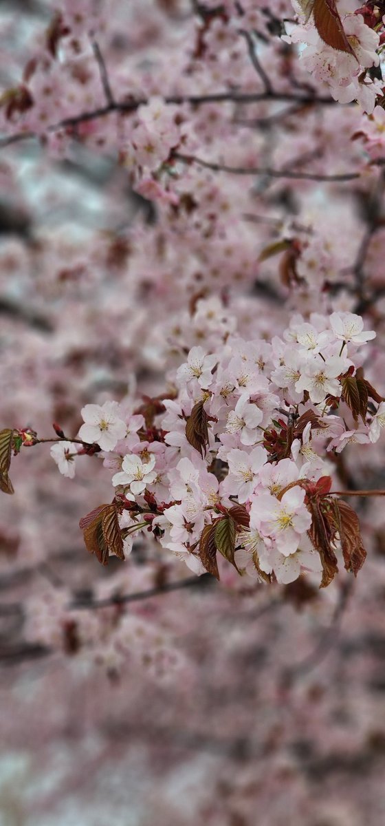 ticktickchrs's tweet photo. こんなにも桜が待ち遠しくなるなんて。咲いたはいいけどちょっと曇ると風が冷たくて、桜寒そうになるんだな。 https://t.co/gNDK4uFxnI