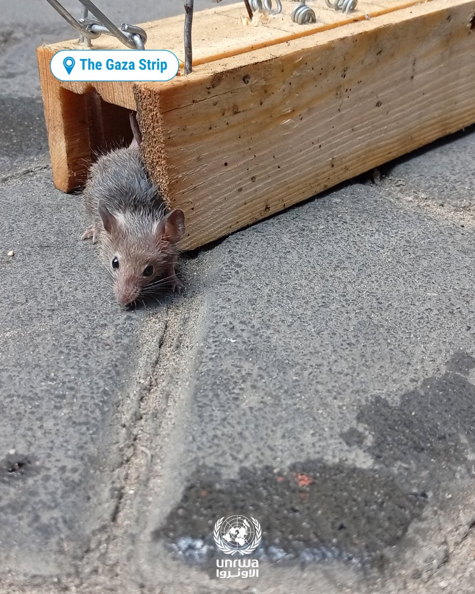 UNRWA's tweet image. In the #Gaza Strip, the spread of rodents and other pests has become a serious public health issue.

Overcrowded shelters, disrupted waste management, and restrictions on the entry of pesticides, equipment, and fuel are accelerating health risks, especially in displacement sites,