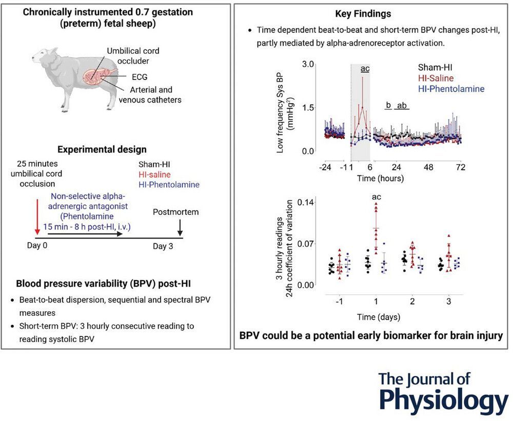 JPhysiol's tweet image. Simerdeep K. Dhillon and colleagues at @FMHS_UoA
investigated alpha-adrenergic mediated changes in blood pressure variability after #hypoxia-ischaemia in preterm #fetal sheep in this recent study 🫀 📈 

Read the #Research:
🔗 buff.ly/WG9VZpw