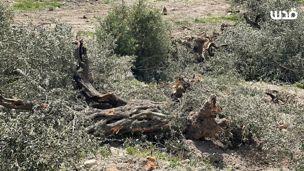 Quds News Network tweet media