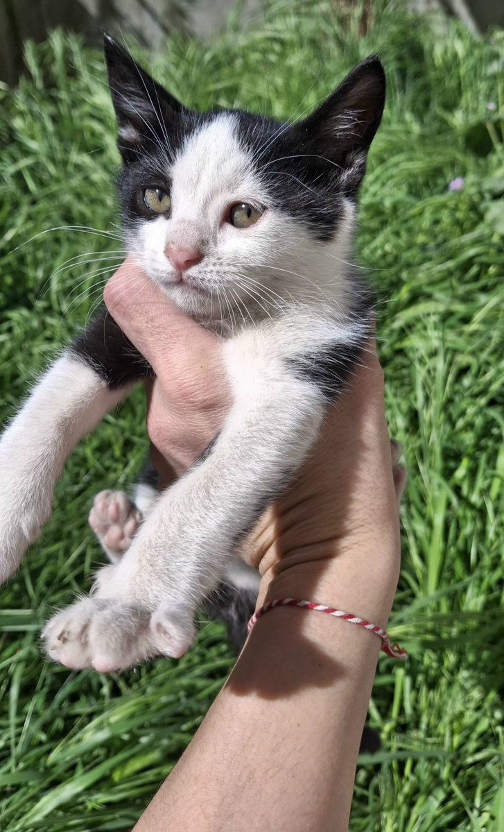 s.e.m.a.EST tweet media