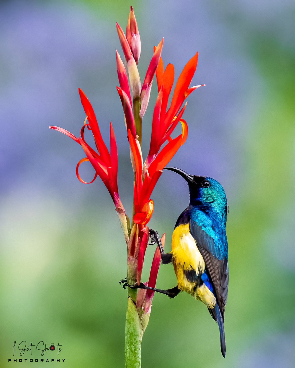 Variable Sunbird 📸 Nairobi