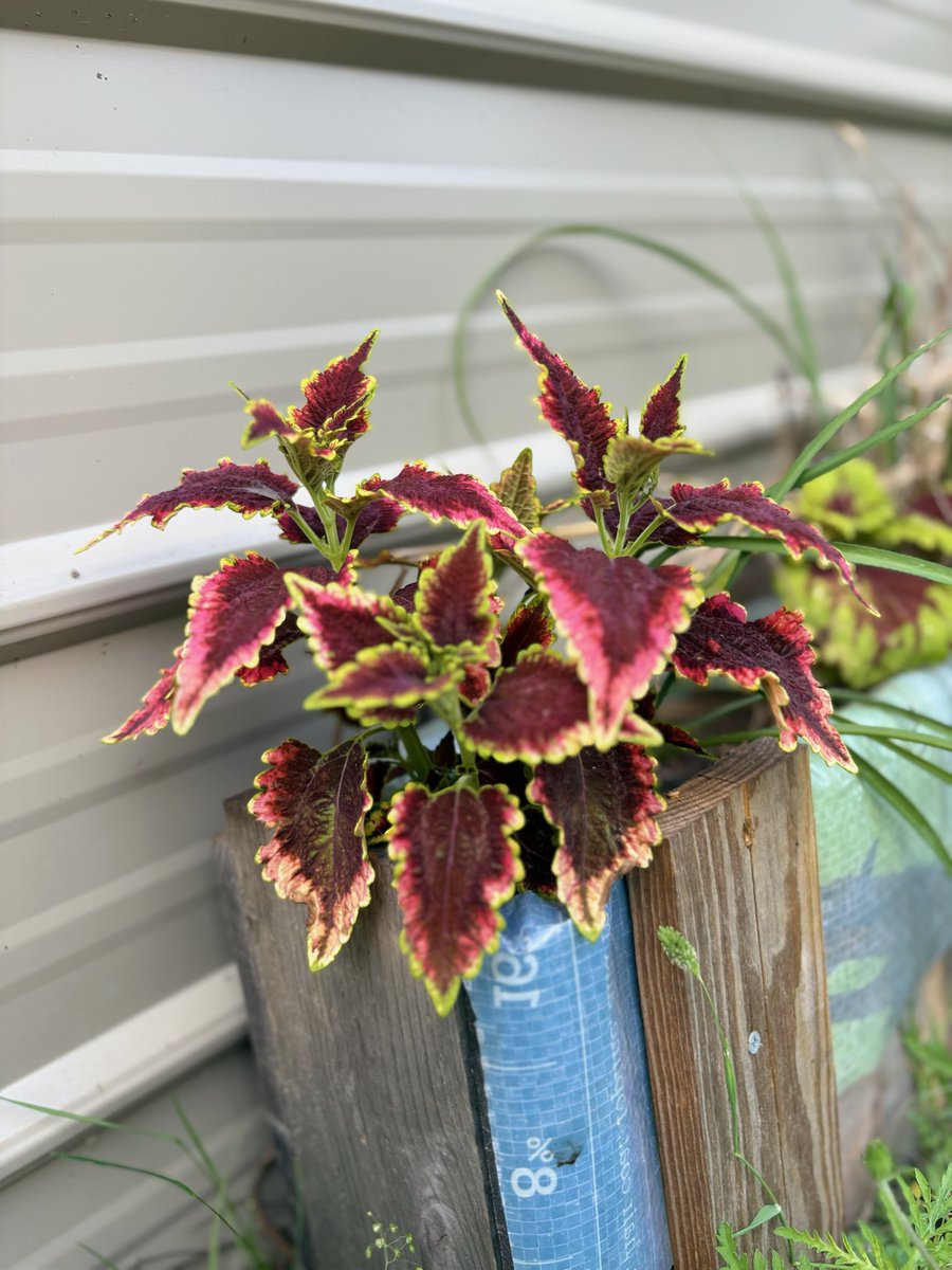 The April showers have been good to our plants at BEARS Etc.! Did you know we have a Horticulture Internship? 
If you are passionate about plants and animals, and interested in this type of work, please email a cover letter, resume, and letter of recommendation to us.