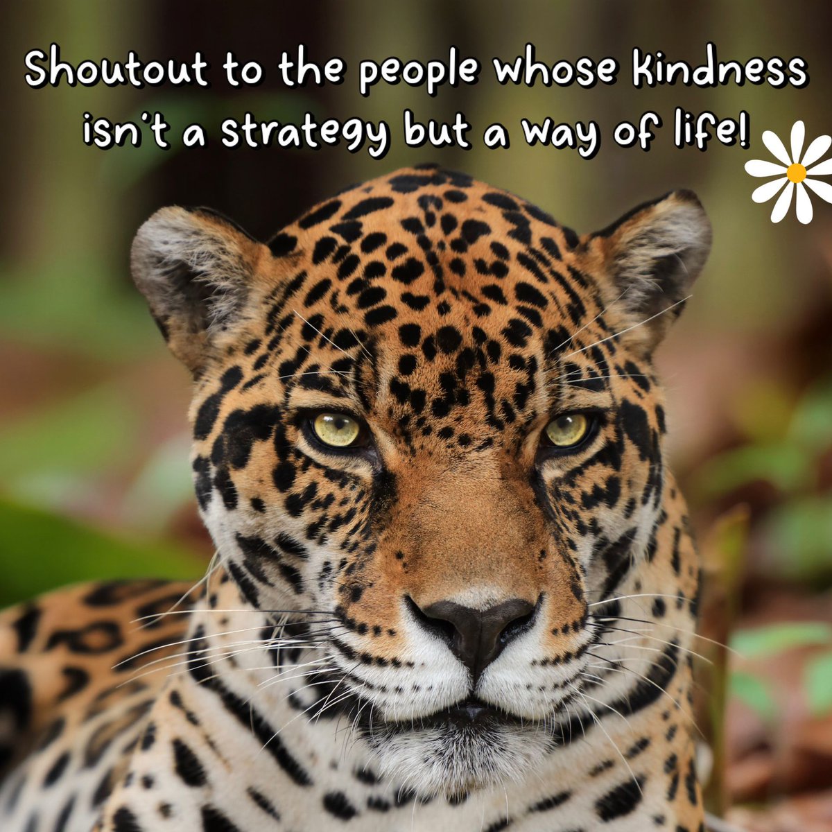 Big Cat Rescue tweet media