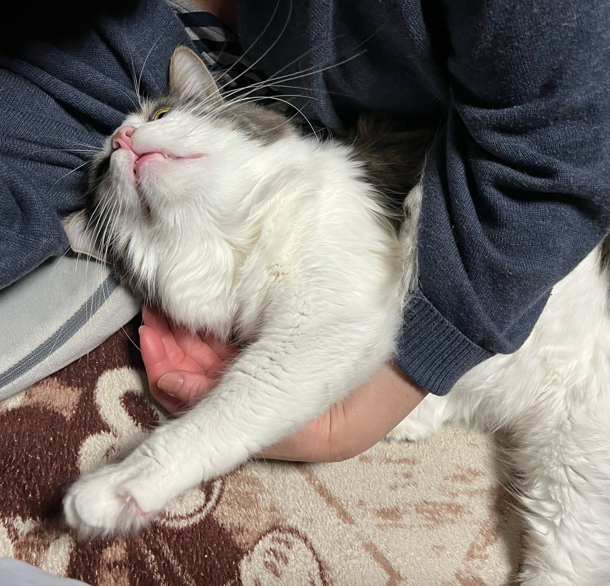ネコ母 母猫の背後から奇襲を仕掛ける子猫。猫の親子の可愛い姿に思わず心が