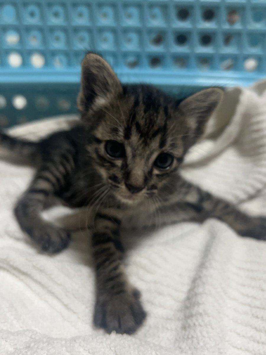 แพนด้าตัวนี้แหละที่จะขวางเจ้า tweet media