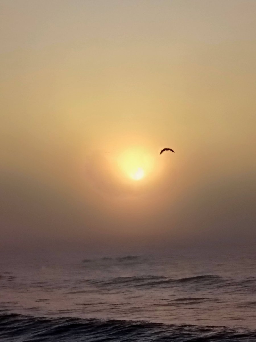 angelicaio81153's tweet image. A brave bird flying over the sea at sunset represents the ultimate symbol of courage , freedom and the beautiful fleeting nature of life . It's a powerful image of resilience 🐦‍⬛ 
Brave Bird at  Sunset  , The Black Sea  , Mangalia Beach Romania 
#artistic #landscape #photography