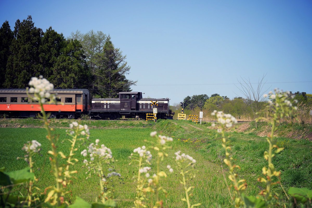 treewhite81's tweet photo. この週末も津軽鉄道に行ってきました
沿線に春の野花がたくさん咲いてて
シャッター切るのが本当に楽しい！ https://t.co/26QwZhM0XP