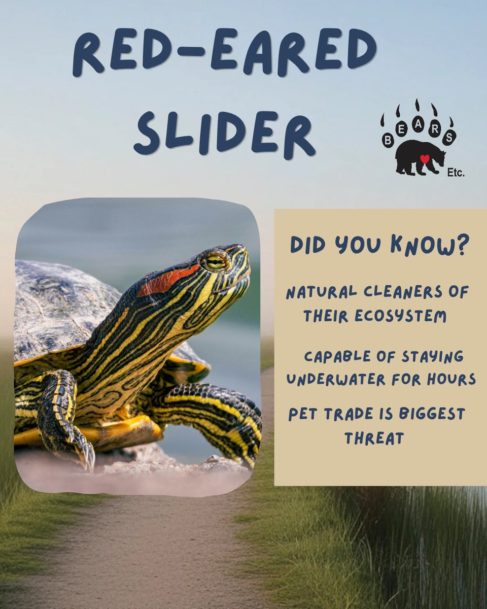 📷 Happy #TurtleTuesday from BEARS Etc! 📷

Today we’re celebrating the red‑eared slider, one of the most common turtles in the waterways of Texas!

Every species has a purpose. Every animal deserves responsible care. These special guys keep waterways clean!