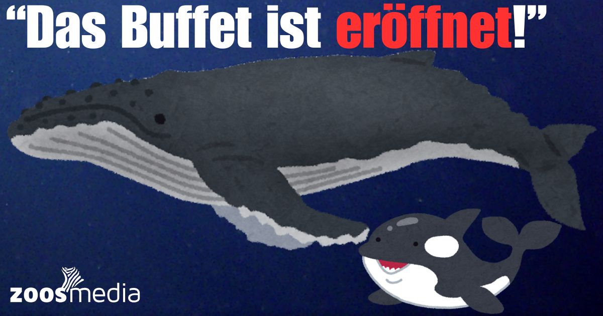 Wenn der #Timmy genannte #Buckelwal - aktuell noch in der #Ostsee - wirklich im Atlantik landen sollte, wir es heißen: "Das Buffet ist eröffnet!" Warum? Das erklärt Dr. Dörnath in dieser neuen Kolumne 👉 zoos.media/medien-echo/re…

#wildtierblick #drdörnath #orcas #wale 🦓