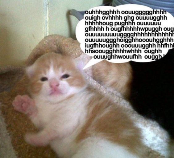 Tweets Of Cats tweet media