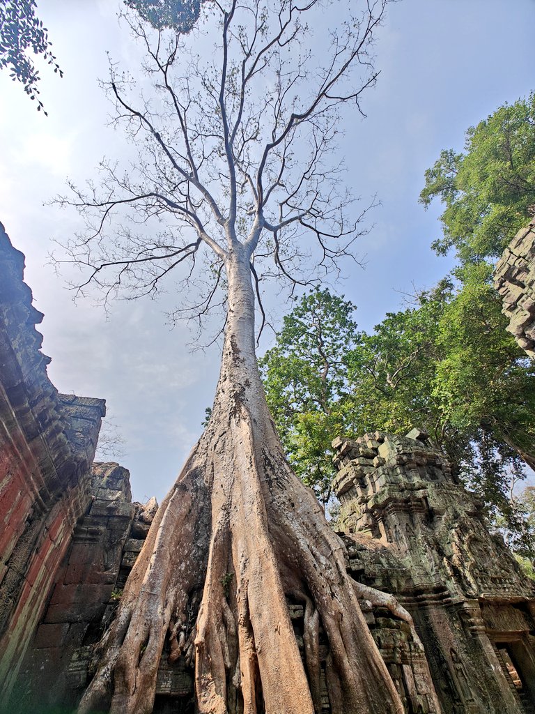 SoloWandergram's tweet image. Life through the lens❤️
#FrameByFrame
#SiemReap