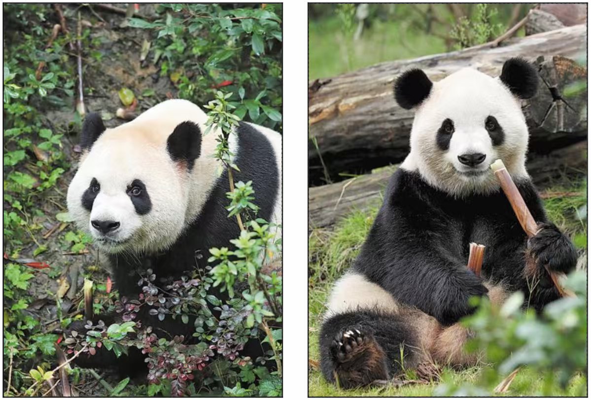 CGTangRui's tweet image. #China will send two giant pandas to Zoo Atlanta in the United States under a new 10-year conservation agreement, the China Wildlife Conservation Association said, renewing a partnership that produced seven cubs over a quarter-century.