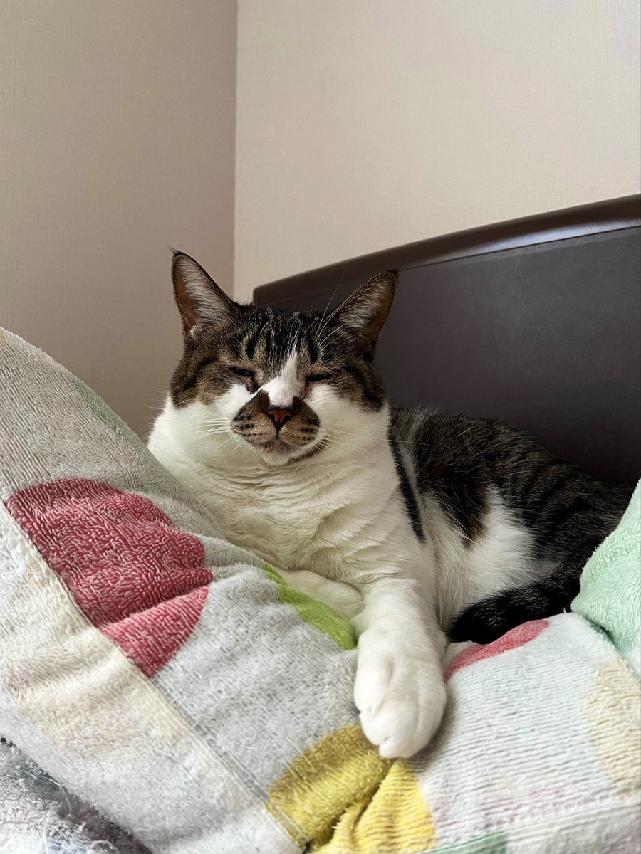 でんすけ劇場 tweet media