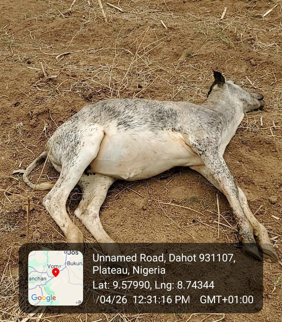 Babangida tweet media