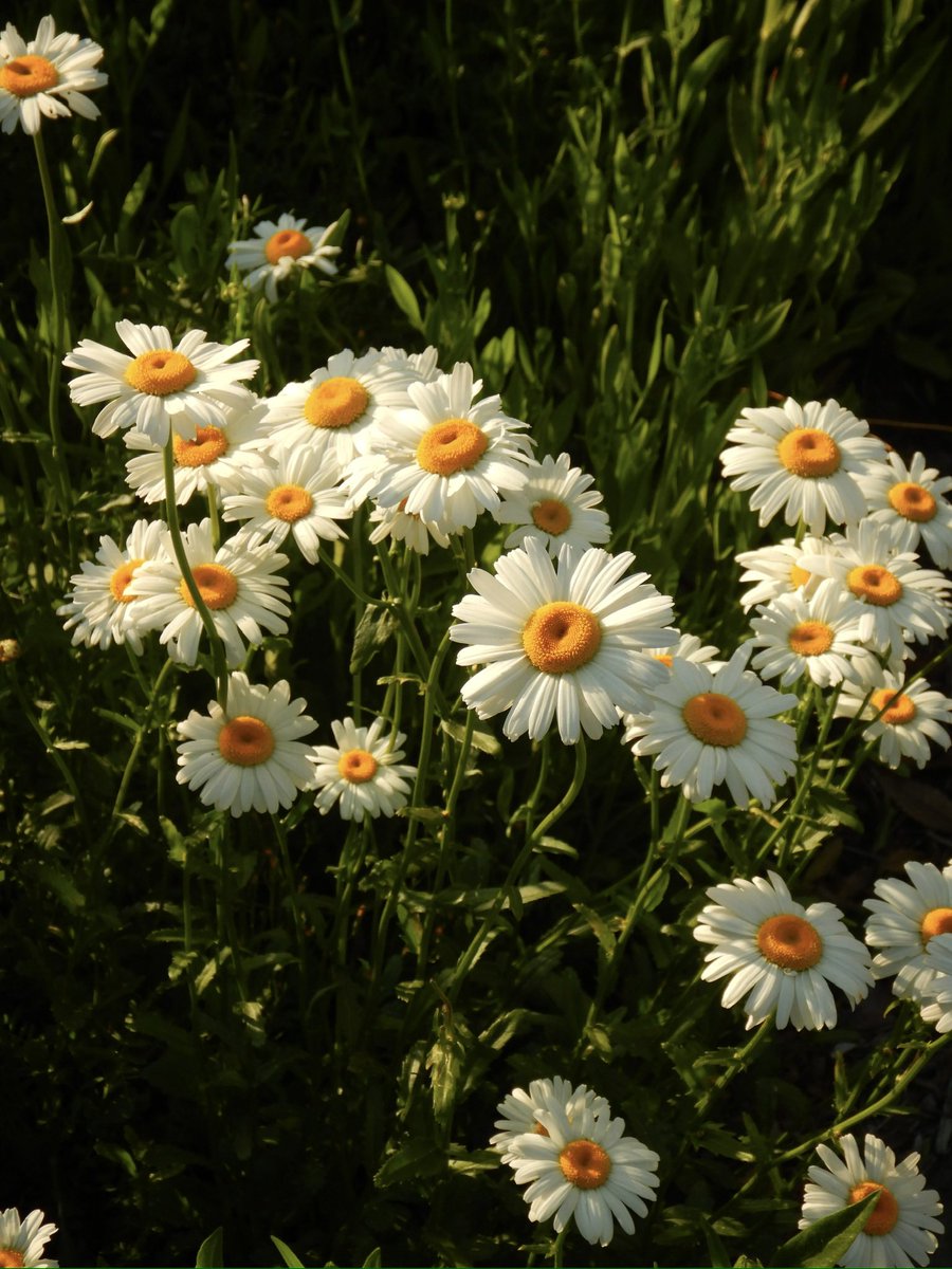 콩자반 tweet media