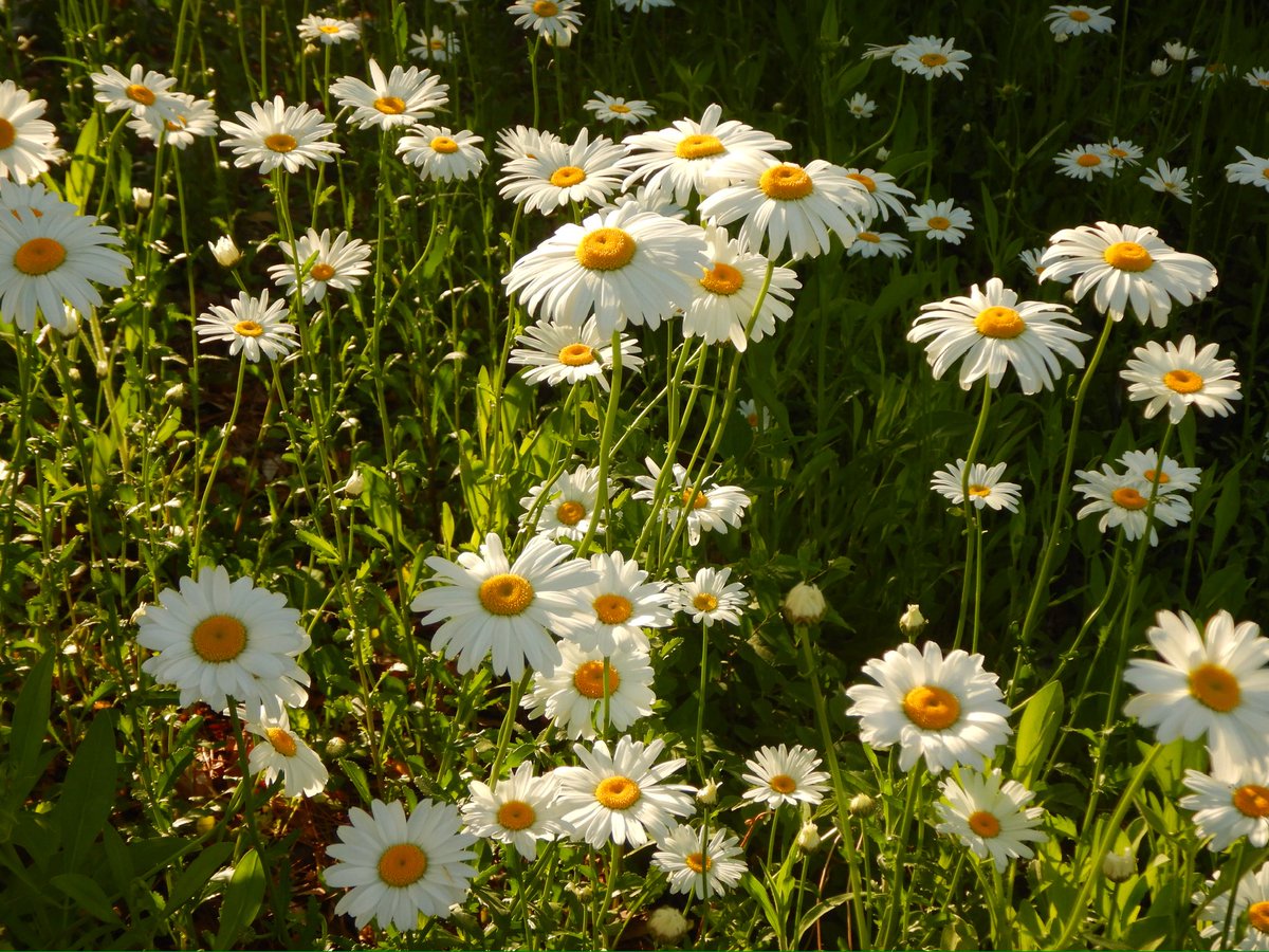 콩자반 tweet media