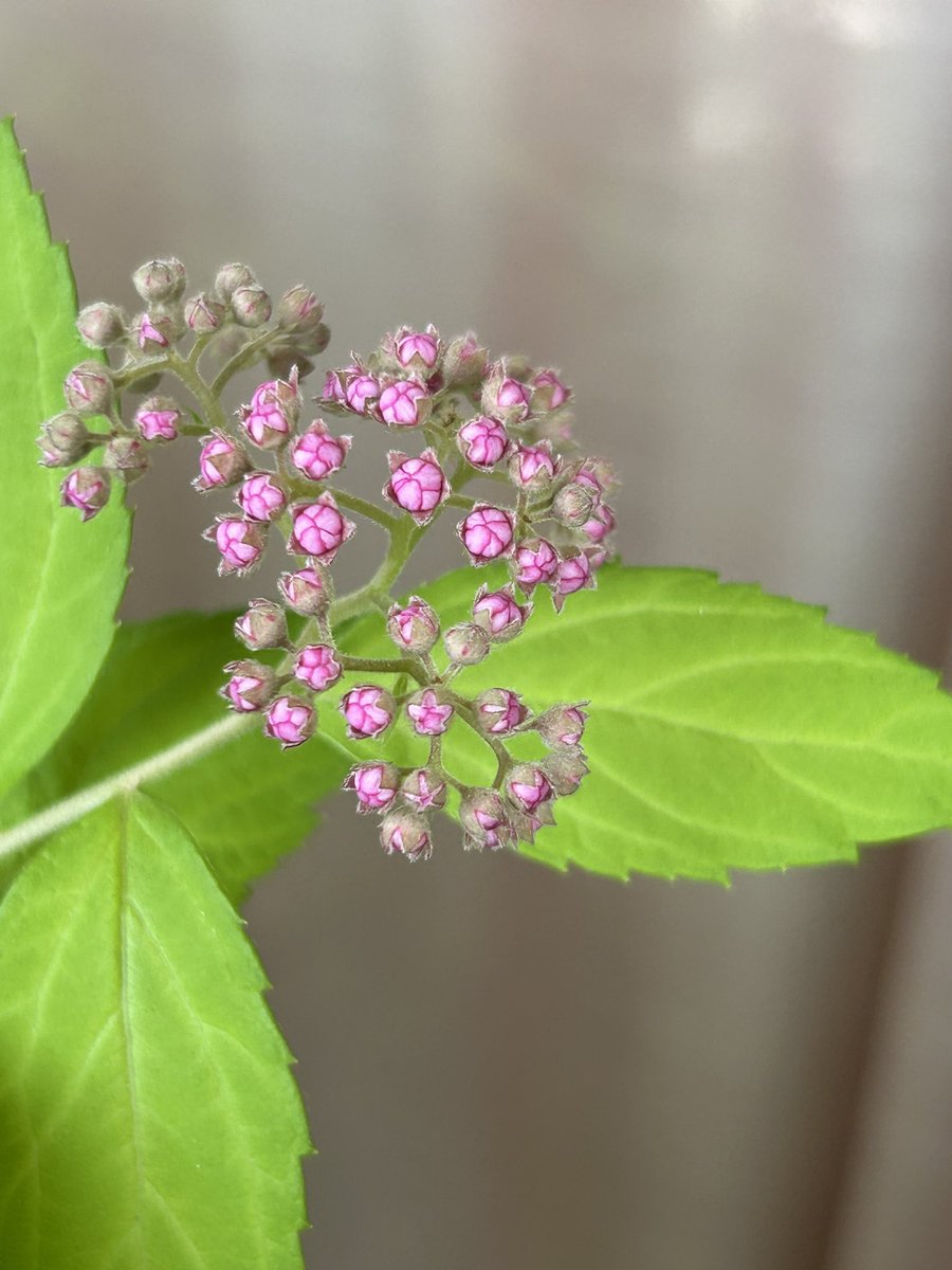 KaBridgeash's tweet photo. シモツケ　セキチク　
大きめの山紫陽花
今から一気に咲いてきます〜
嬉しい！
こちらの紫陽花もスクスク育って今年はモリモリになってる💖 https://t.co/FTZG6Fpehp