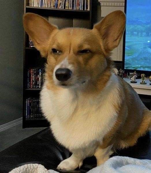 체크 #SUGAR tweet media