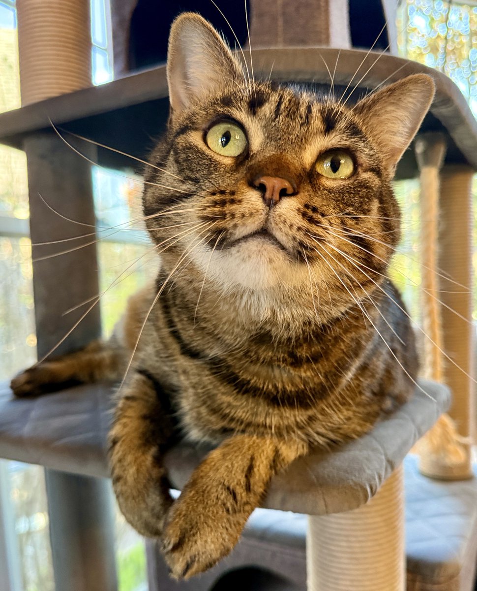 This is your reminder that no matter how tired you are after work, your cat waited
all day to see you.