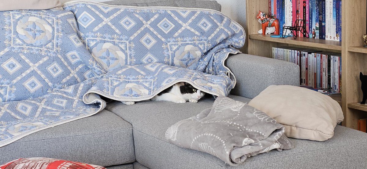 CanouChat's tweet photo. Je suis cachée...même que je suis invisible je trouve 😄 https://t.co/B8q4BagaQv