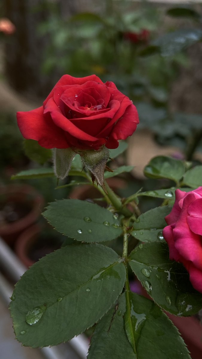 NimishamMoment's tweet image. Drop your best wallpaper shot.

I’m looking for the next favorite 📸

#Wallpaper #Photography #Flower