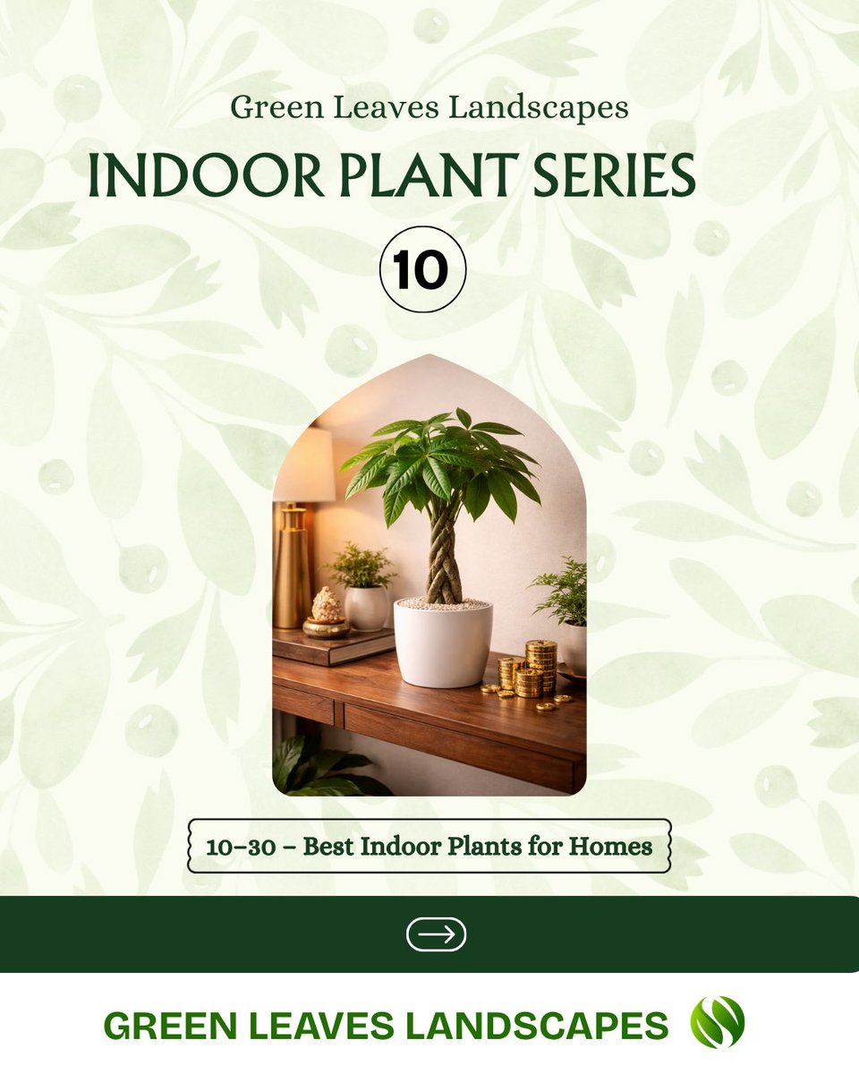 Greenleaveslan1's tweet image. 🌿 Indoor Plant Series – 10 | Pachira (Money Tree)
We’re continuing our 30-Plant Indoor Series to help 
📞 9911066209

#GreenLeavesLandscapes #IndoorPlantSeries #Pachira #MoneyTree #LuckyPlants #HyderabadHomes