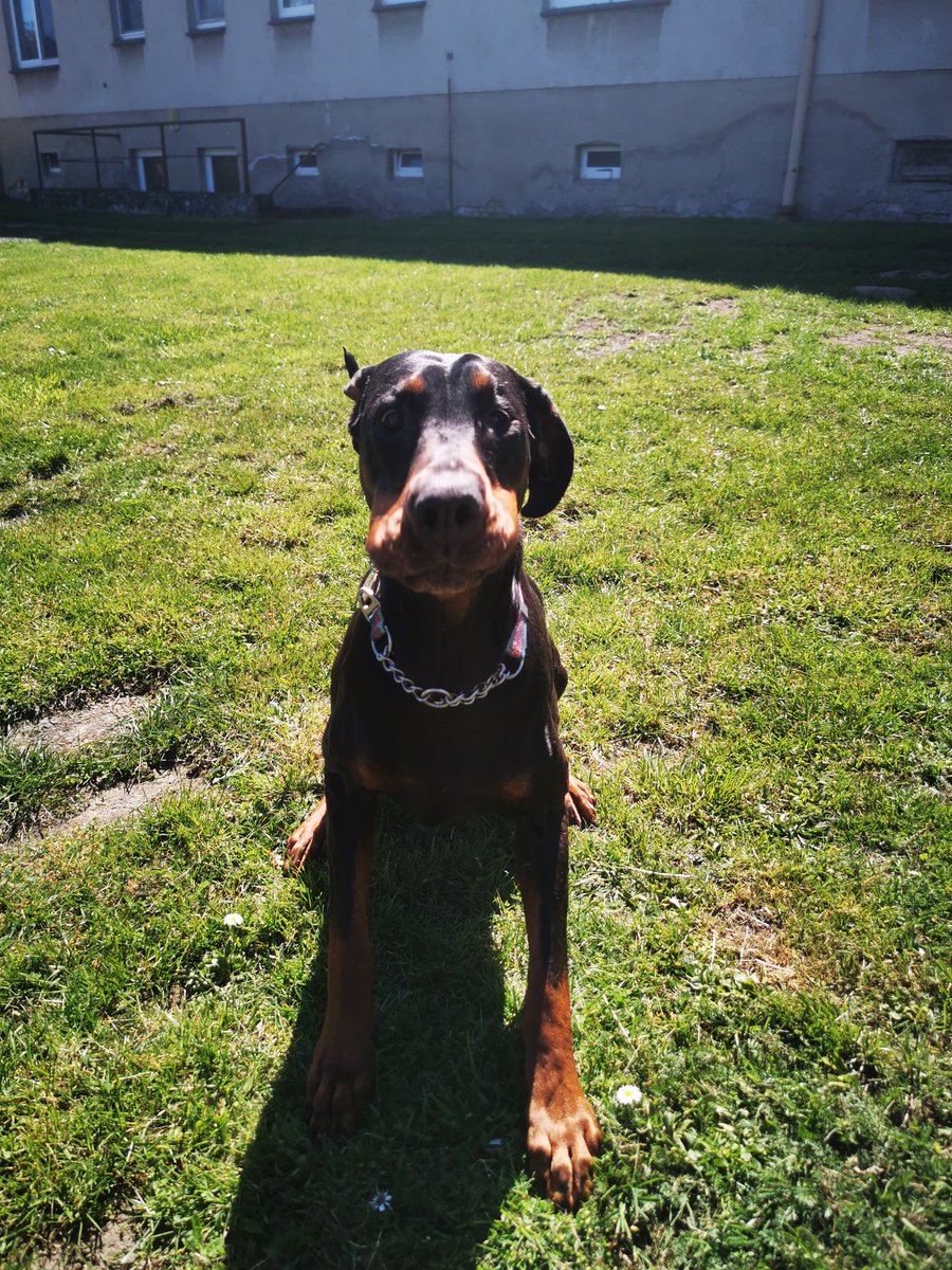 MissMad420's tweet image. Mach mal Wau! "Wau!"

Danke!

#dobermann #hundecontent #DogsofTwittter