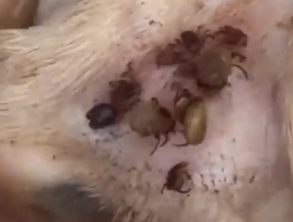 Hakkı Öcal tweet media