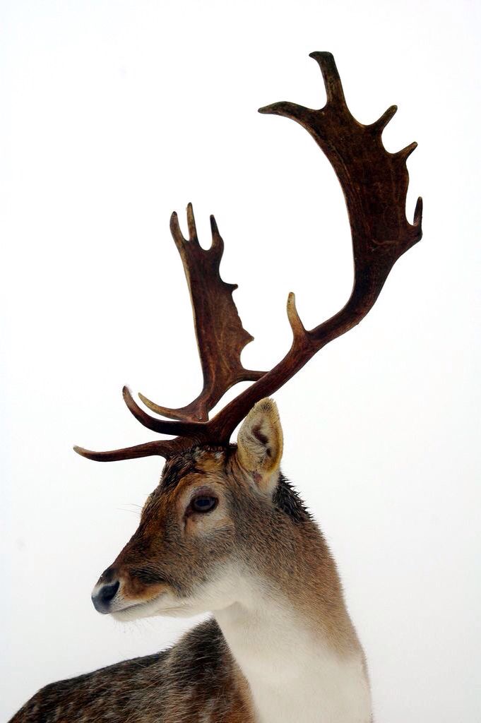 deer encounters 🦌 tweet media