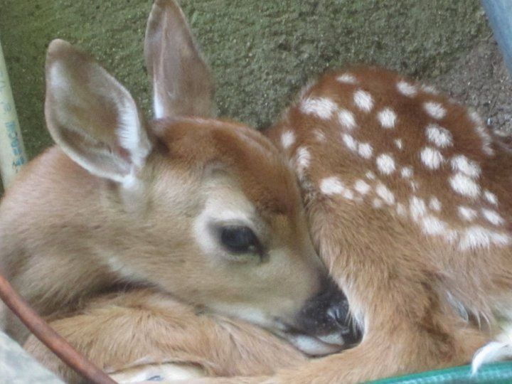 deer encounters 🦌 tweet media