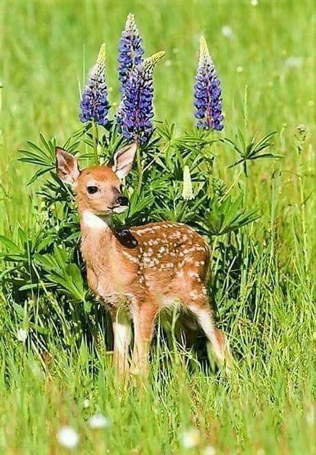 deer encounters 🦌 tweet media