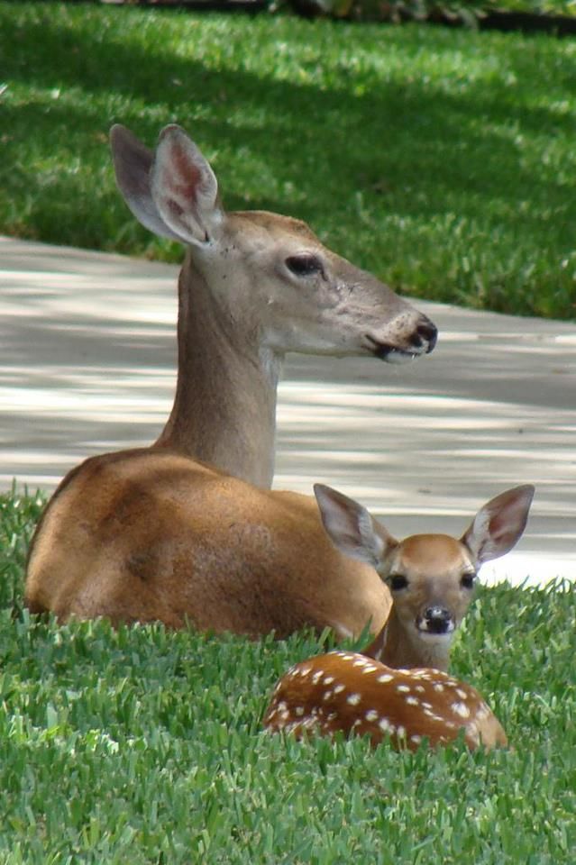 deer encounters 🦌 tweet media