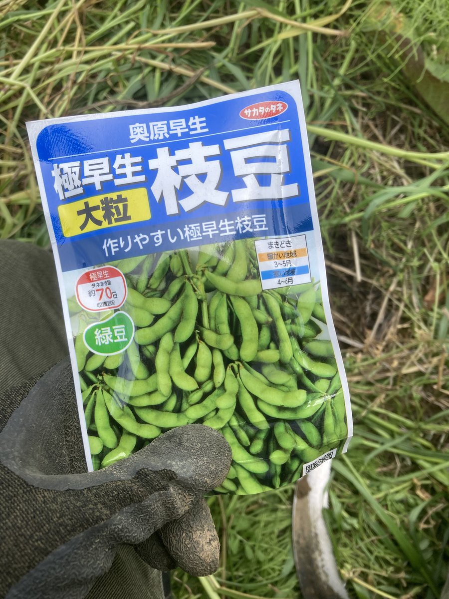 hinomoto701's tweet image. Beans in the field—
sowing seeds directly
into the soil

豆類を
畑に直接
種を蒔く🌱

#field #seeds #hinomoto701 #畑 #種 #ヒノモト