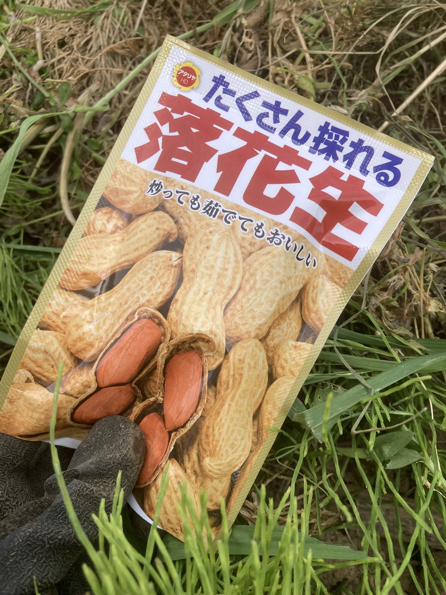 hinomoto701's tweet image. Beans in the field—
sowing seeds directly
into the soil

豆類を
畑に直接
種を蒔く🌱

#field #seeds #hinomoto701 #畑 #種 #ヒノモト