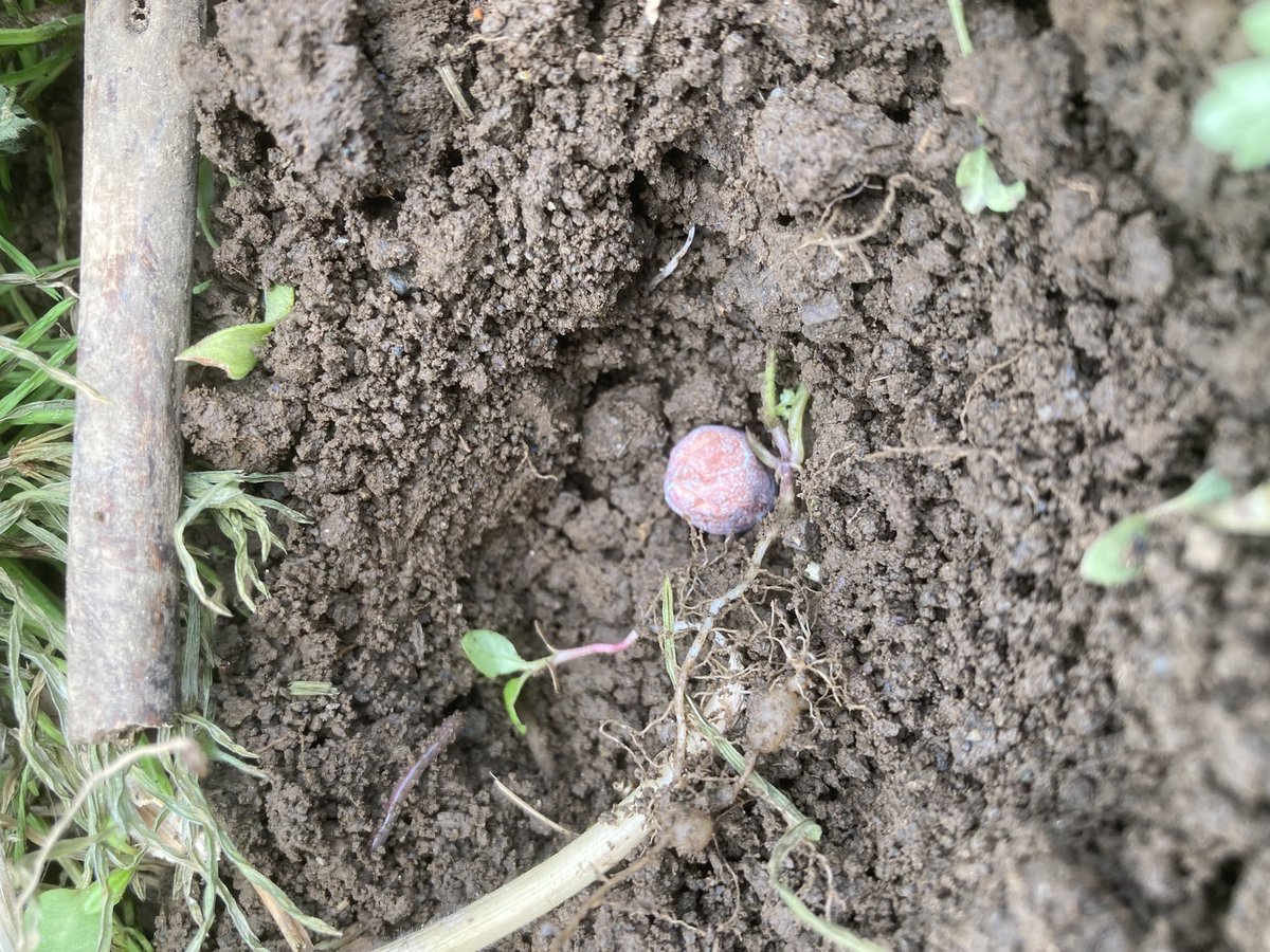 hinomoto701's tweet image. Beans in the field—
sowing seeds directly
into the soil

豆類を
畑に直接
種を蒔く🌱

#field #seeds #hinomoto701 #畑 #種 #ヒノモト