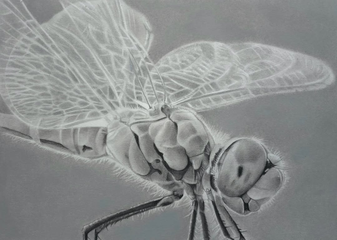 srh_sue's tweet image. Loved seeing this drawing progress over the weekend. Happy with the results. 
'Dragonfly'
Charcoal/graphite portrait 
18x14 inches including mount. 

#Dragonfly #drawing #art