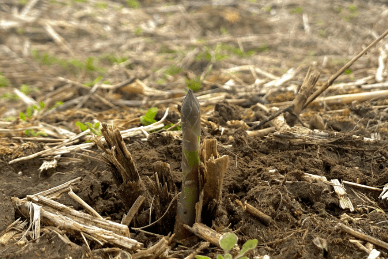 BYott01's tweet photo. Happy SuperFood FunFactMonday!  Asparagus season is near!  DYK that cool early-spring nights play a big roll in how asparagus tastes?  Cool nights reduce sugar loss so more sugars remain in the spear by morning.  More sugar = sweeter flavour, better balance &amp; more tender texture! https://t.co/yBUQDPKaMC