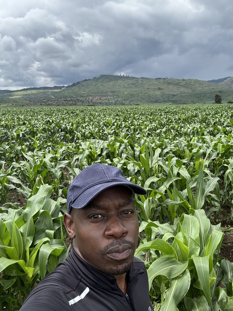 MailuaFarm tweet picture