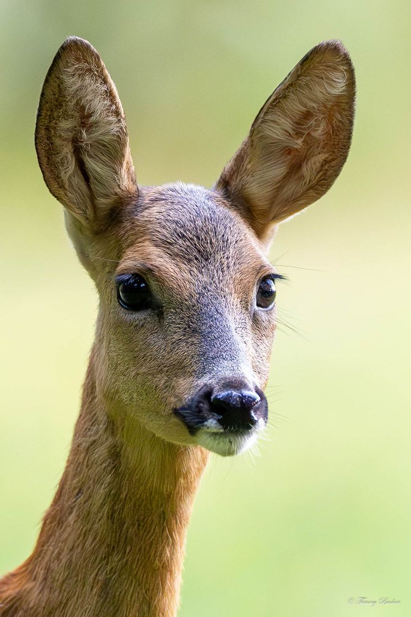 deer encounters 🦌 tweet media