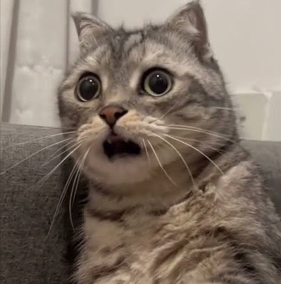 ಊೊ௸ tweet media