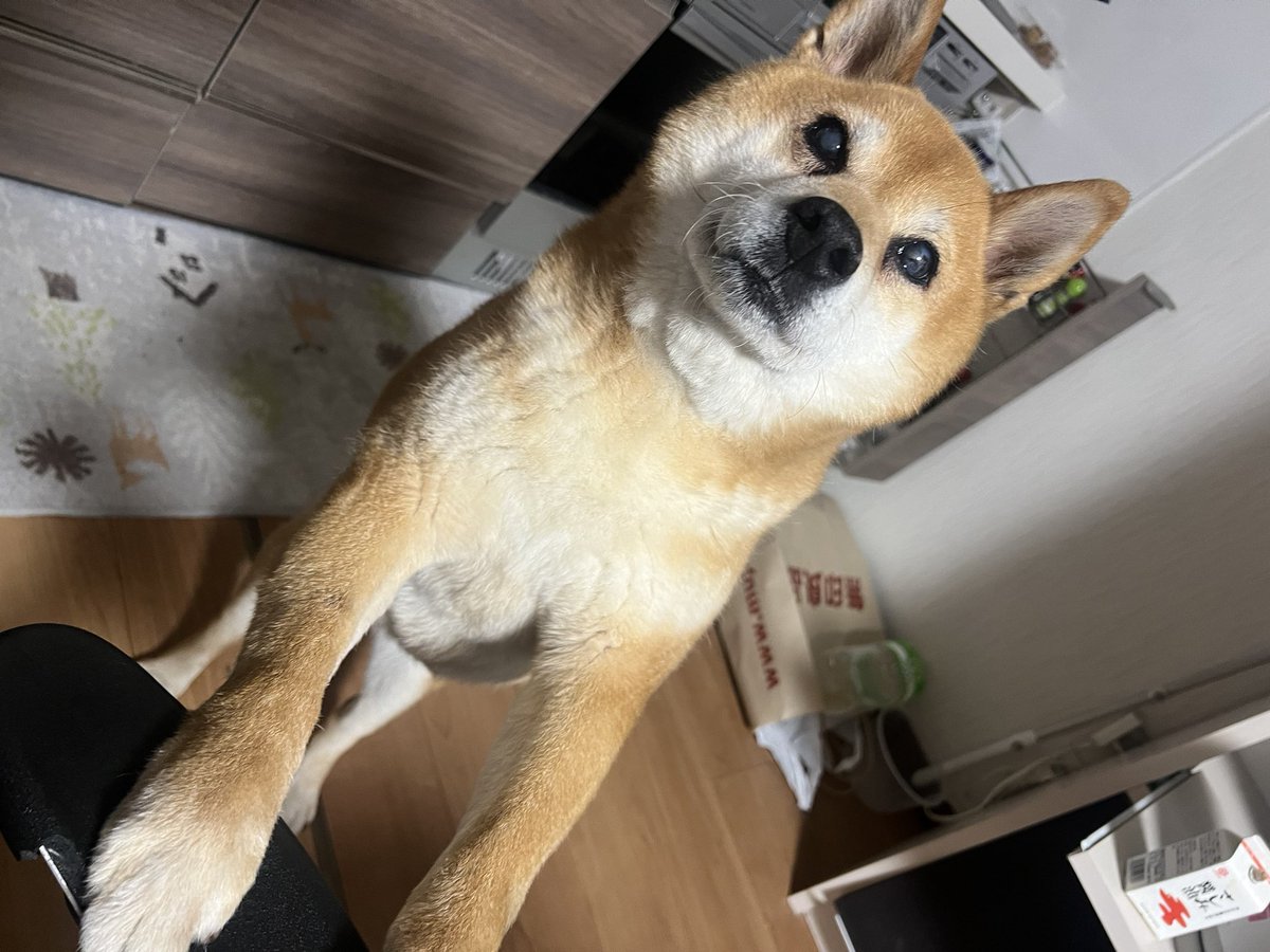 ねるど tweet media