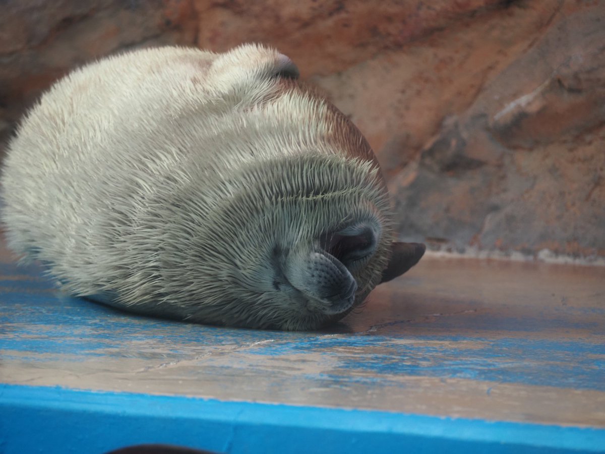 留(どめ) tweet media